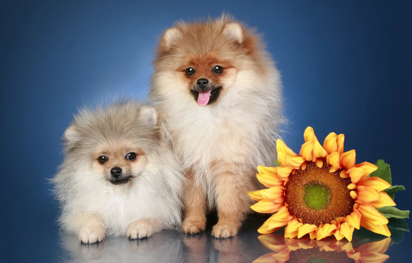 Фото обои подсолнухи, цветы, порода, шпиц.собака