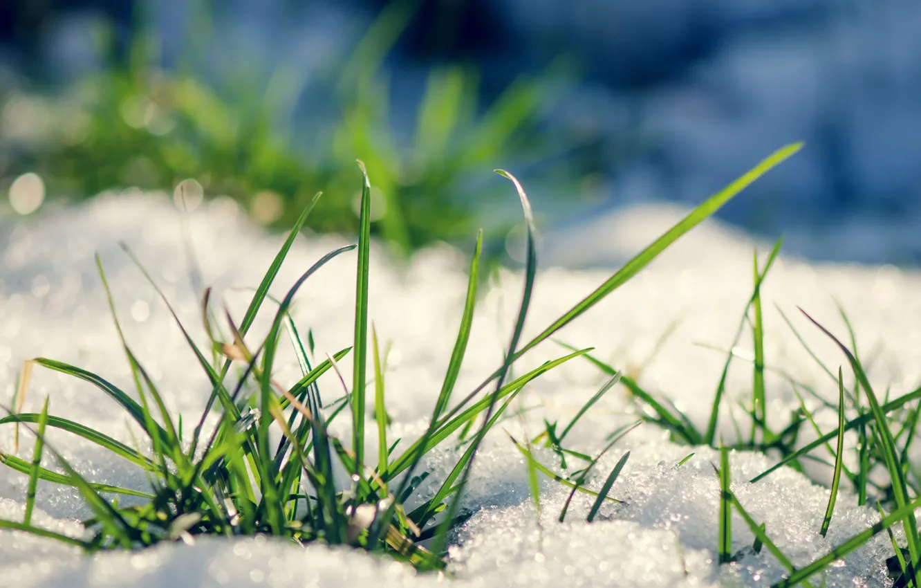 Фото обои трава, снег, весна, spring