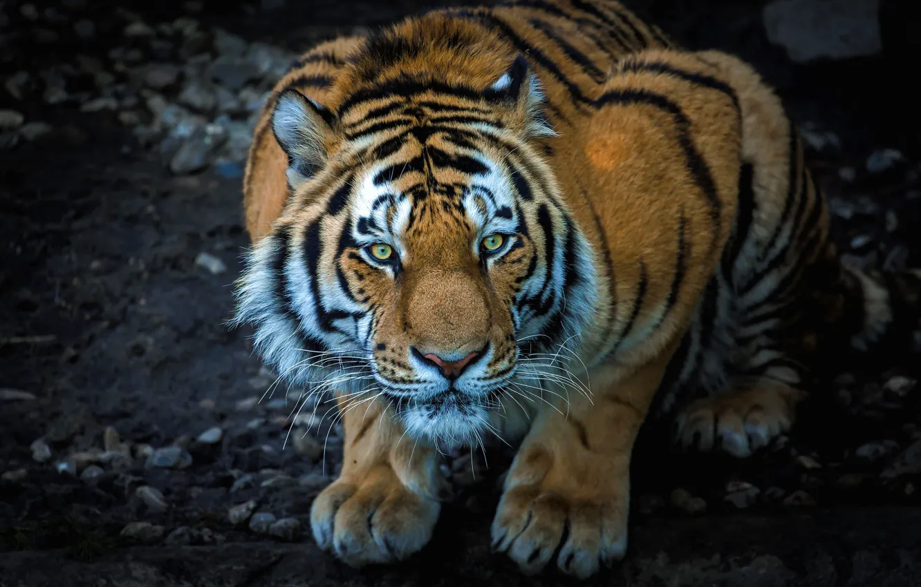 Фото обои взгляд, морда, тигр, поза, галька, темный фон, камни, лапы