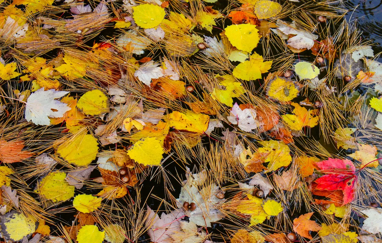 Фото обои осень, листья, иголки, хвоя