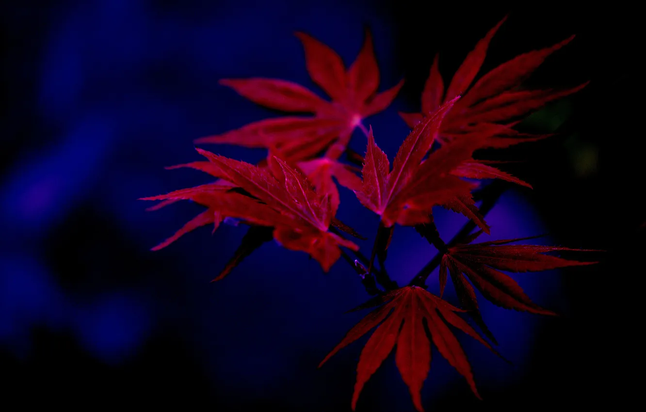 Фото обои осень, листья, природа, фон, клен