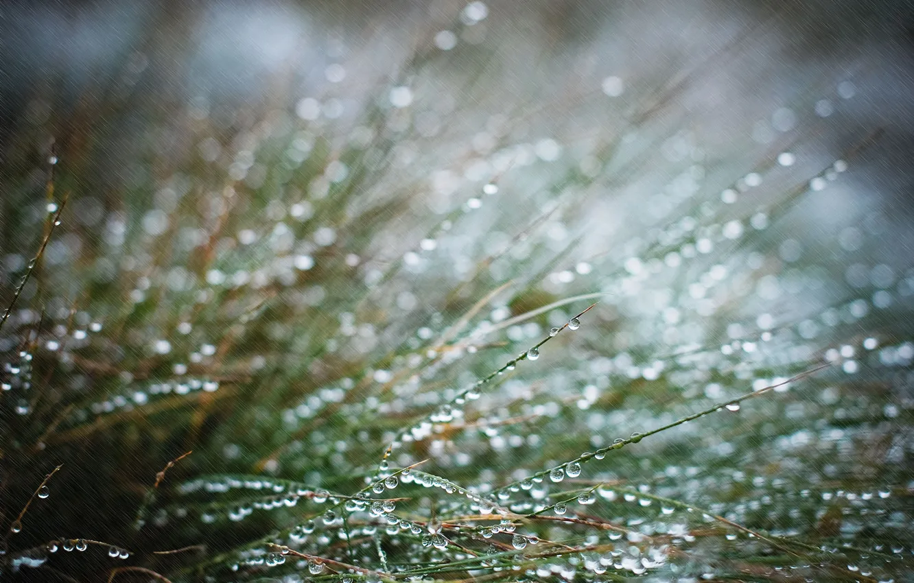 Фото обои трава, капли, макро, дождь