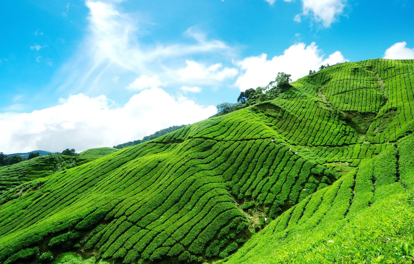 Фото обои небо, облака, голубое, склон, чайная, горный, плантация, Tea plantation