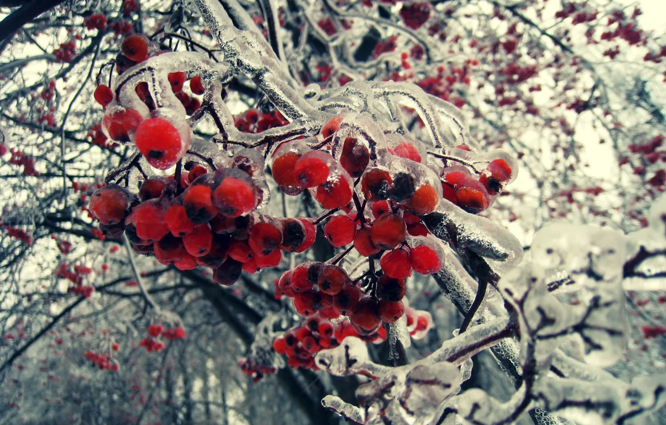 Фото обои лед, зима, ягоды, дерево, ветка, плоды, гроздь, красные
