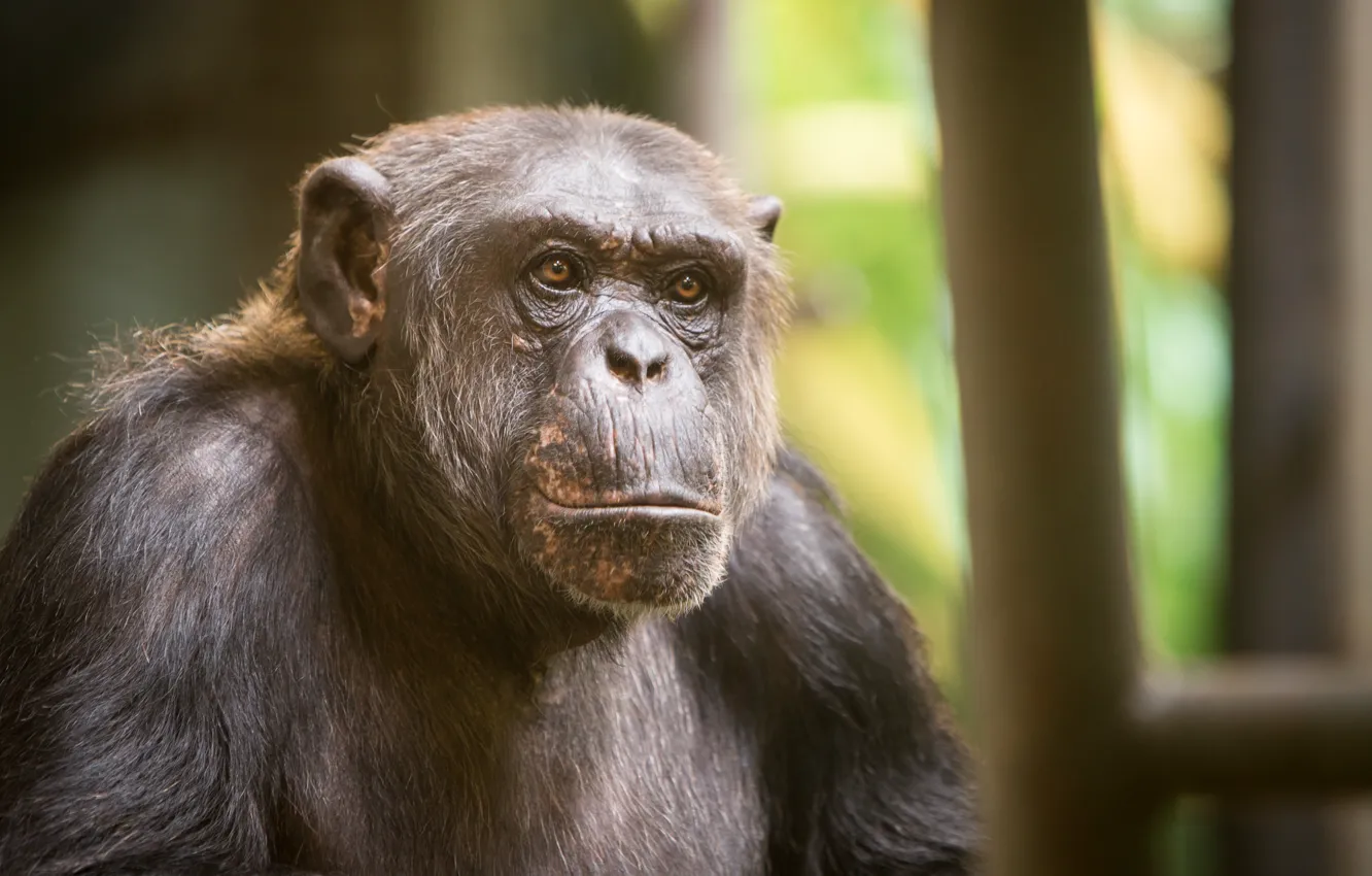 Фото обои взгляд, обезьяна, Chimpanzee