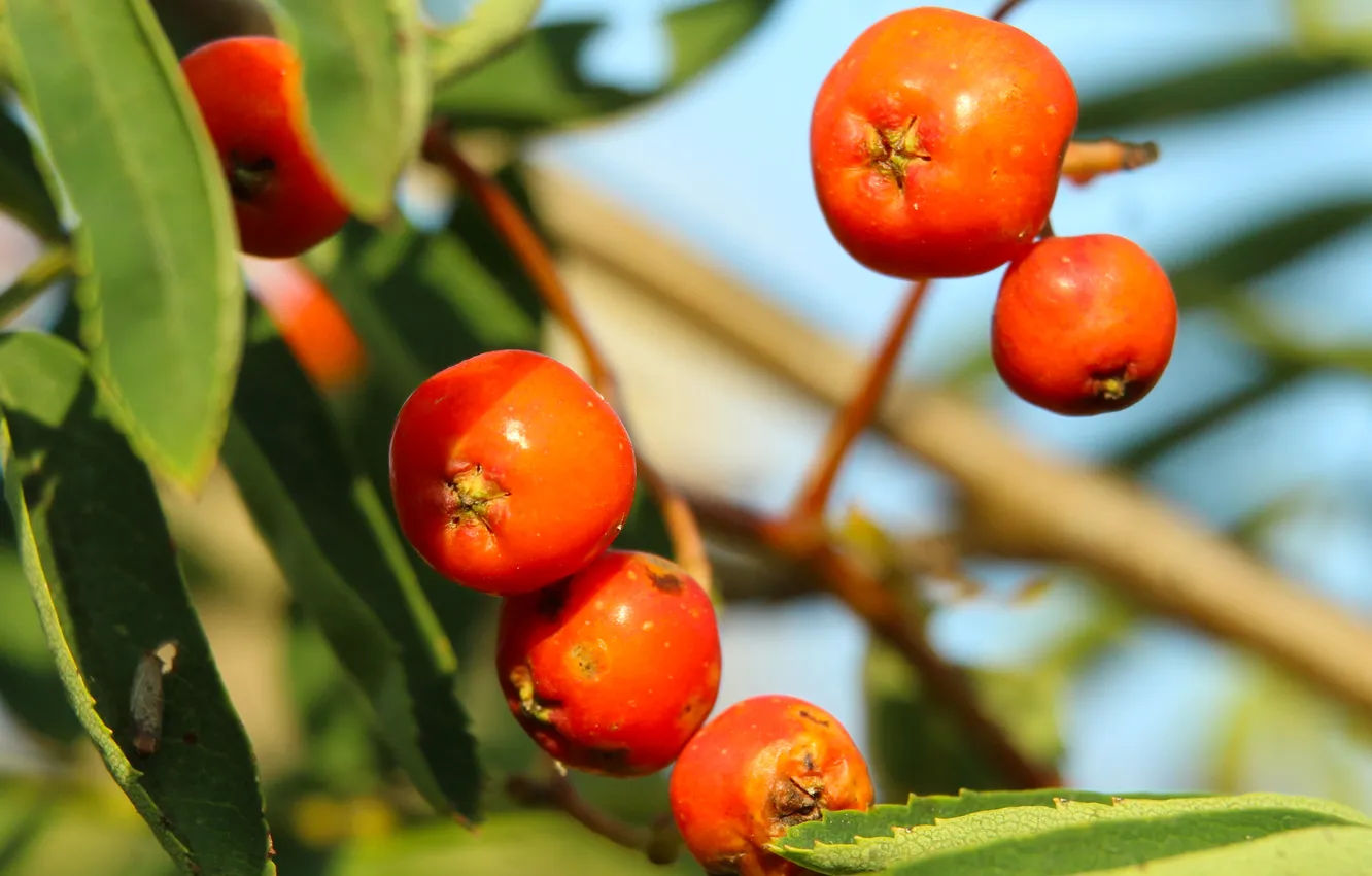 Фото обои fruit, orange, twig