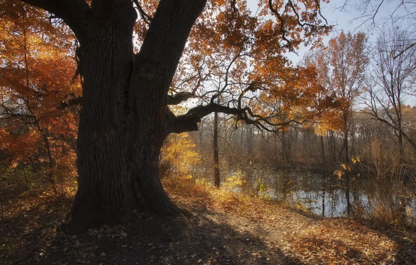 Фото обои осень, лес, свет, деревья, ветки, пруд, дерево, берег