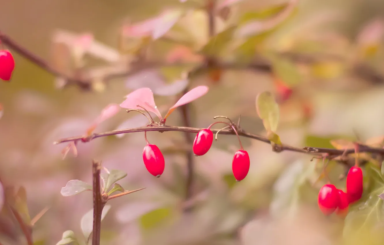 Фото обои осень, ветки, ягоды, куст, красные, листочки