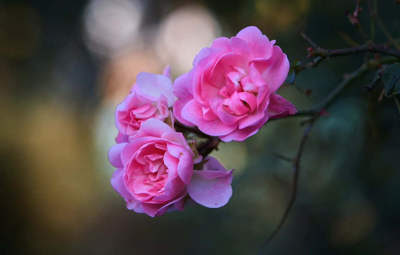 Фото обои цветы, фон, ветка, сад, розовые, бутоны, боке, розочки