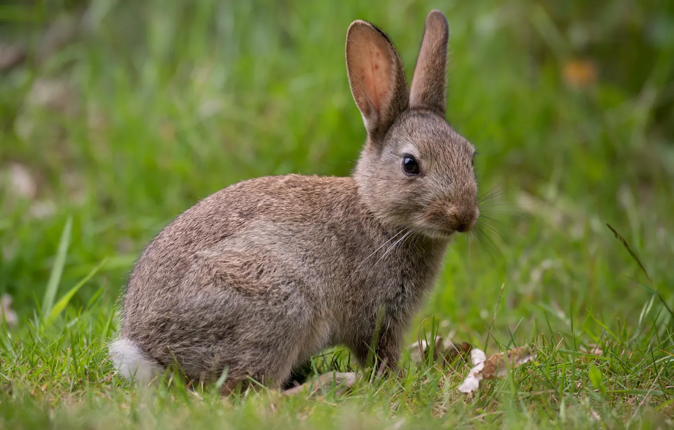 Фото обои трава, взгляд, серый, поляна, заяц, малыш, зайчик, зайчонок