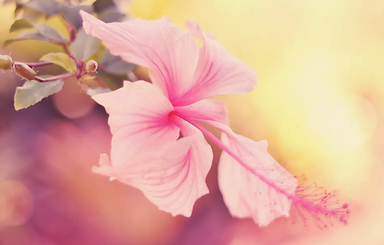 Фото обои цветок, макро, розовый, flower