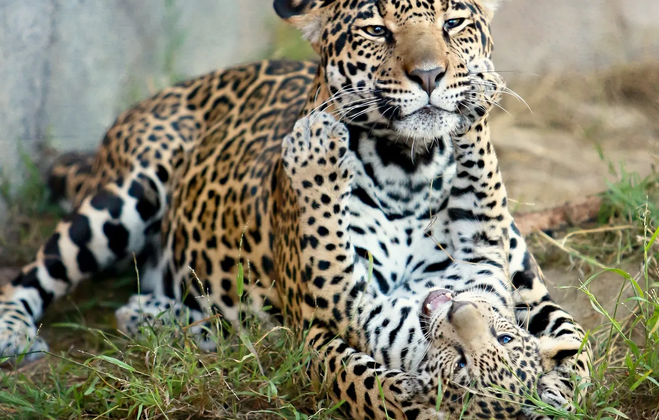 Фото обои хищники, ягуар, котёнок, материнство, детёныш ягуара