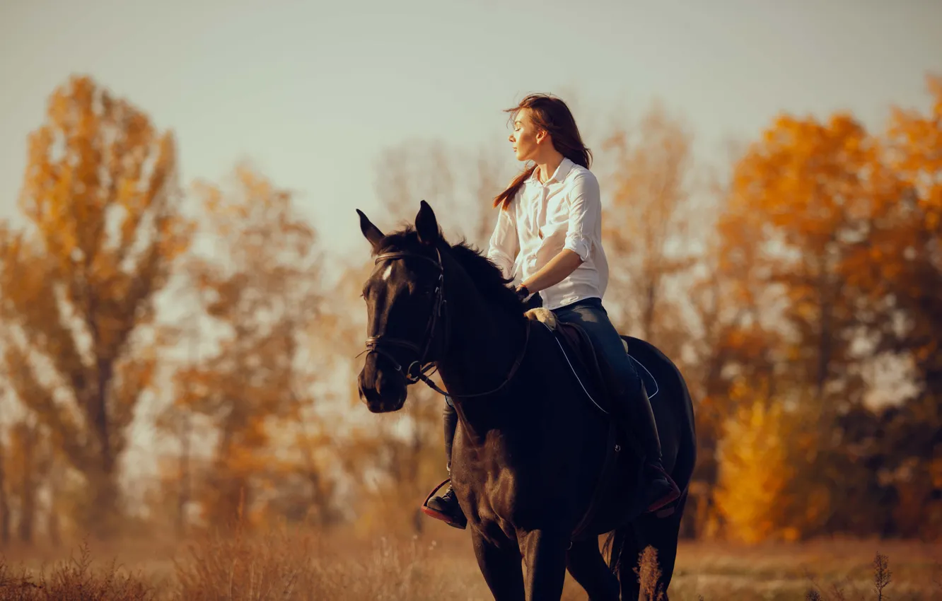 Фото обои поле, осень, лес, девушка, свет, природа, конь, лошадь