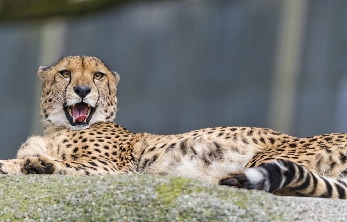 Фото обои язык, кошка, отдых, гепард, ©Tambako The Jaguar