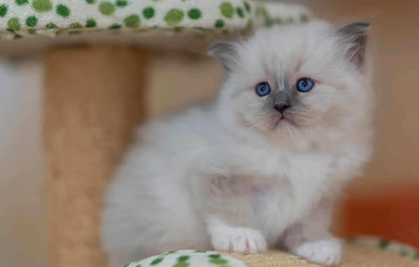 Фото обои кошка, белый, взгляд, поза, котенок, портрет, малыш, мордочка
