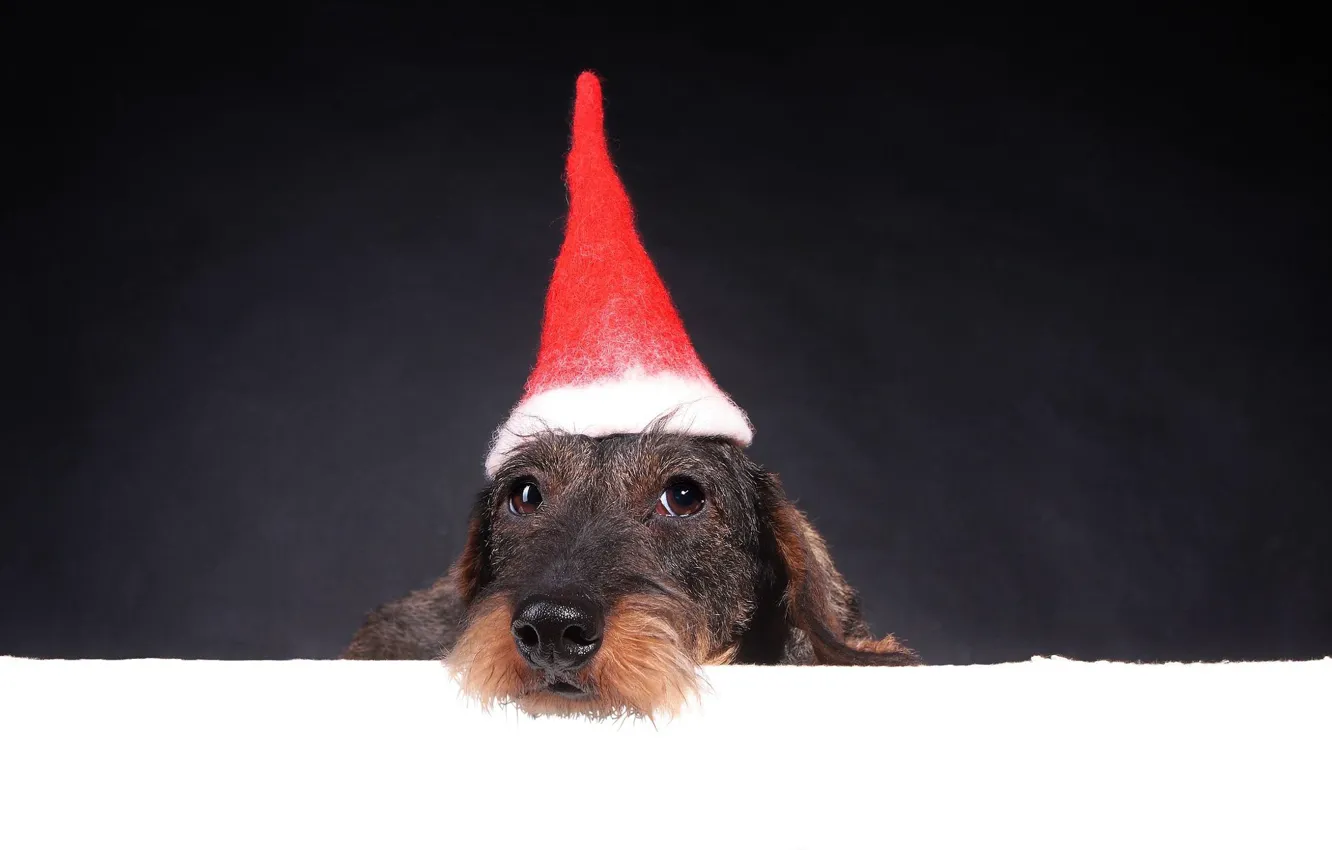 Фото обои морда, фон, праздник, новый год, портрет, рождество, собака, щенок