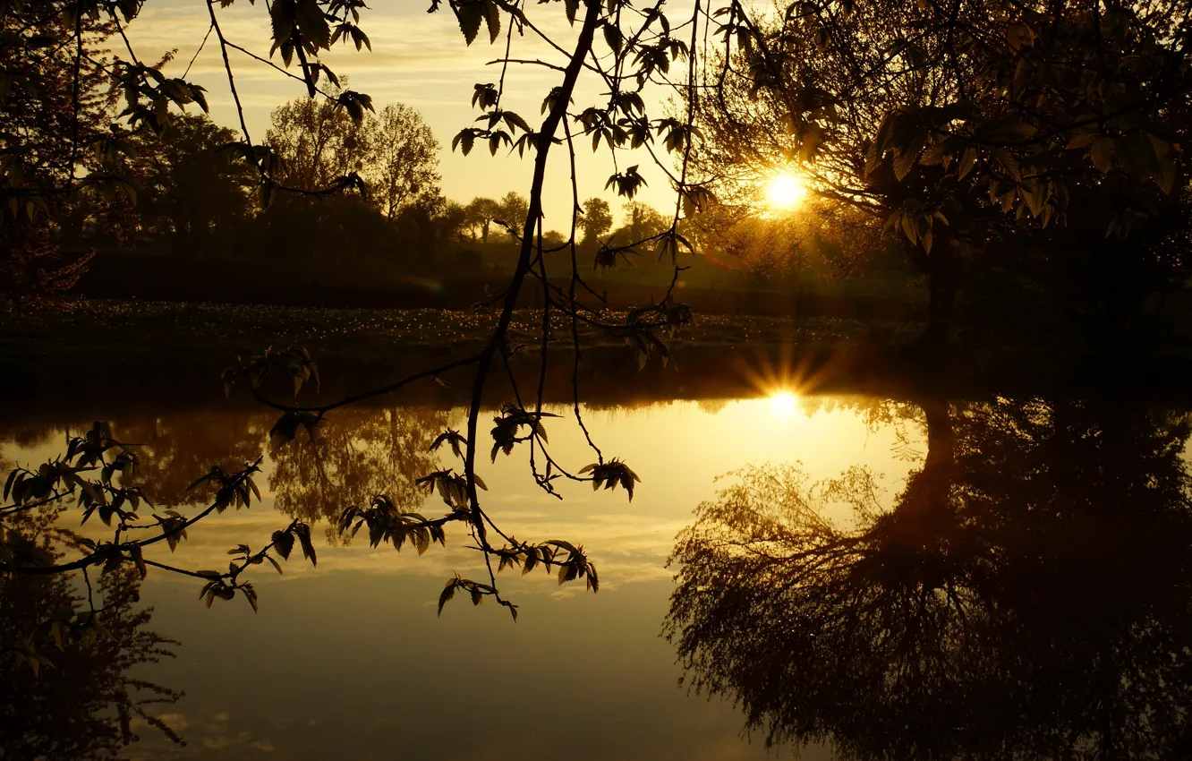 Фото обои листья, солнце, свет, закат, ветки, озеро, отражение, водоем