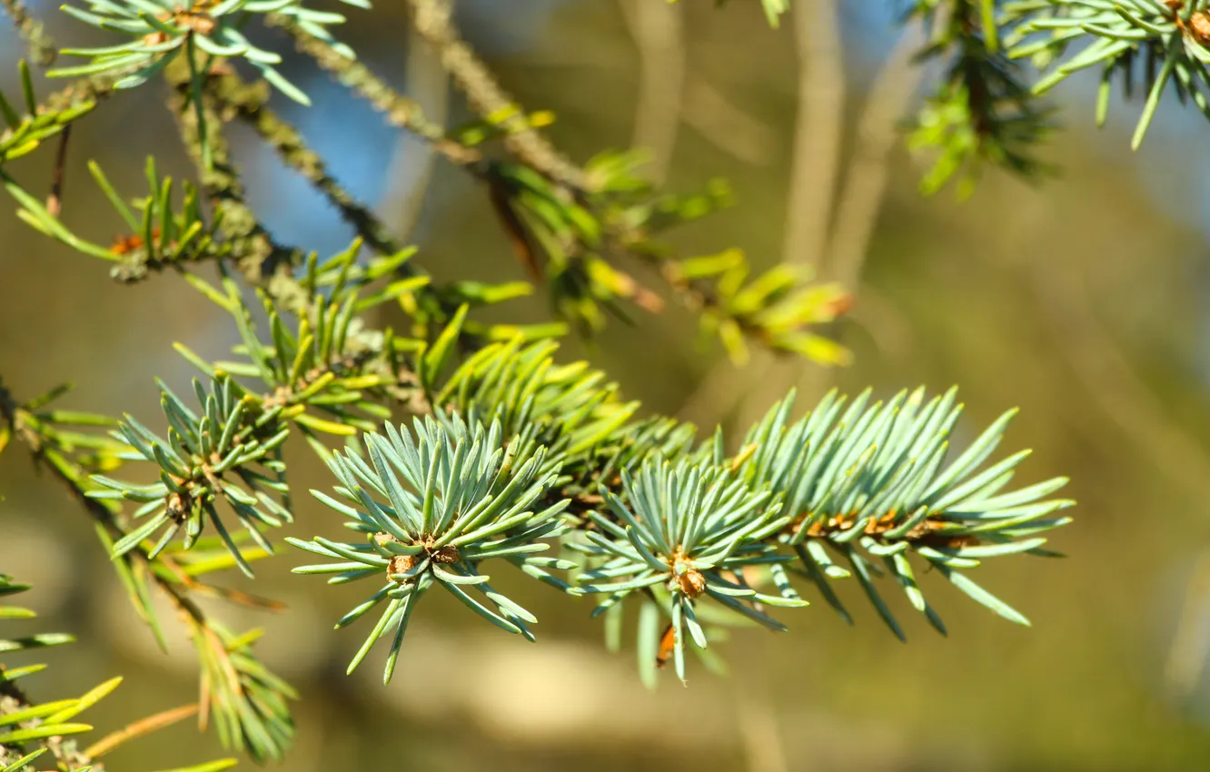 Фото обои green, pine, twig