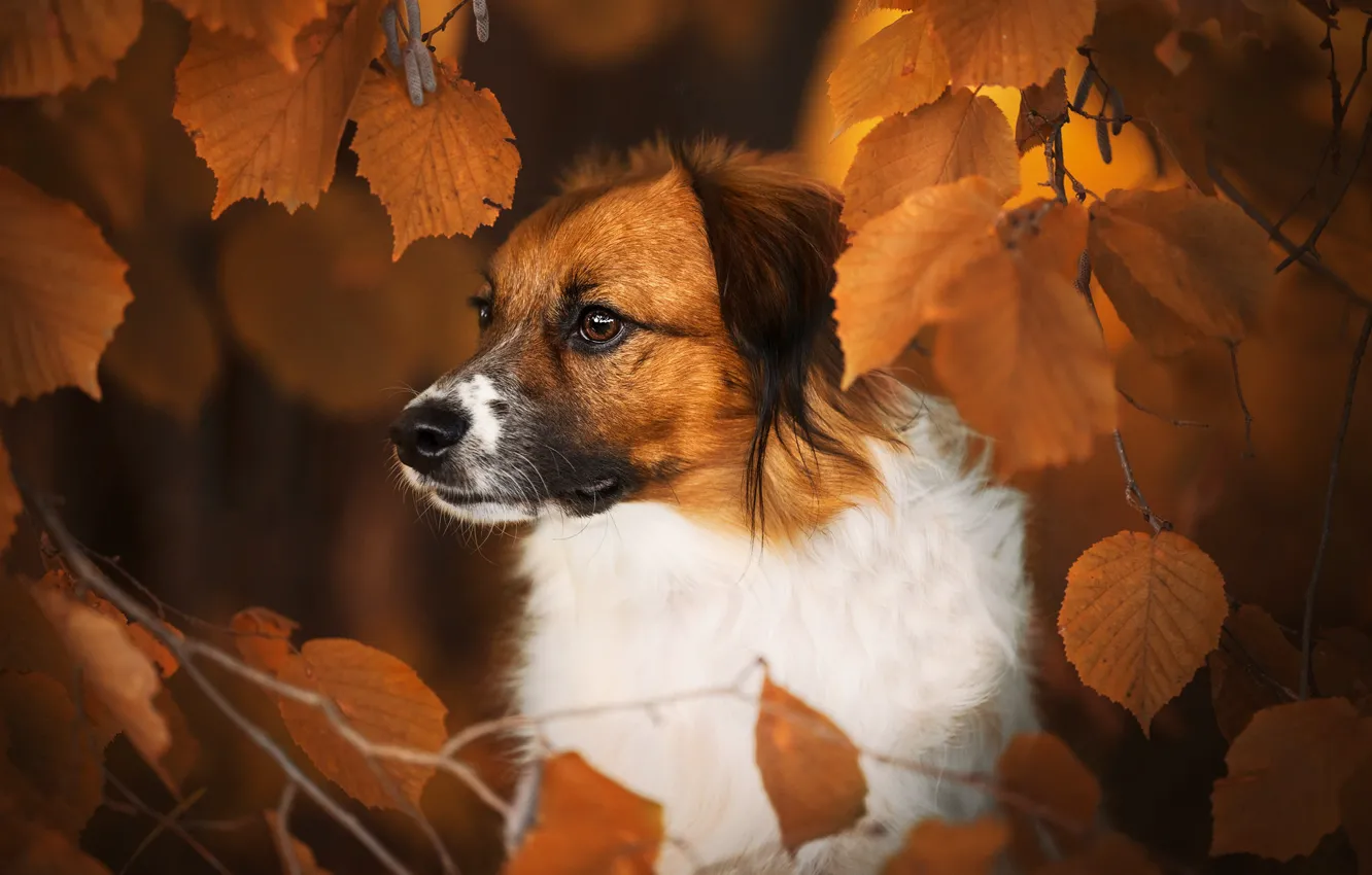 Фото обои осень, морда, листья, ветки, собака