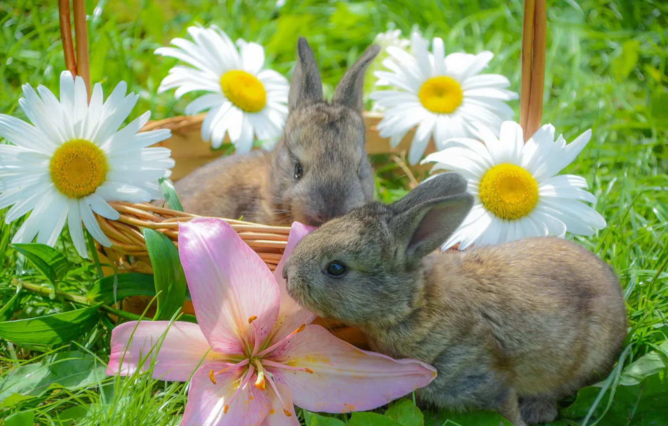 Фото обои цветы, корзина, ромашки, кролики, травка, малыши