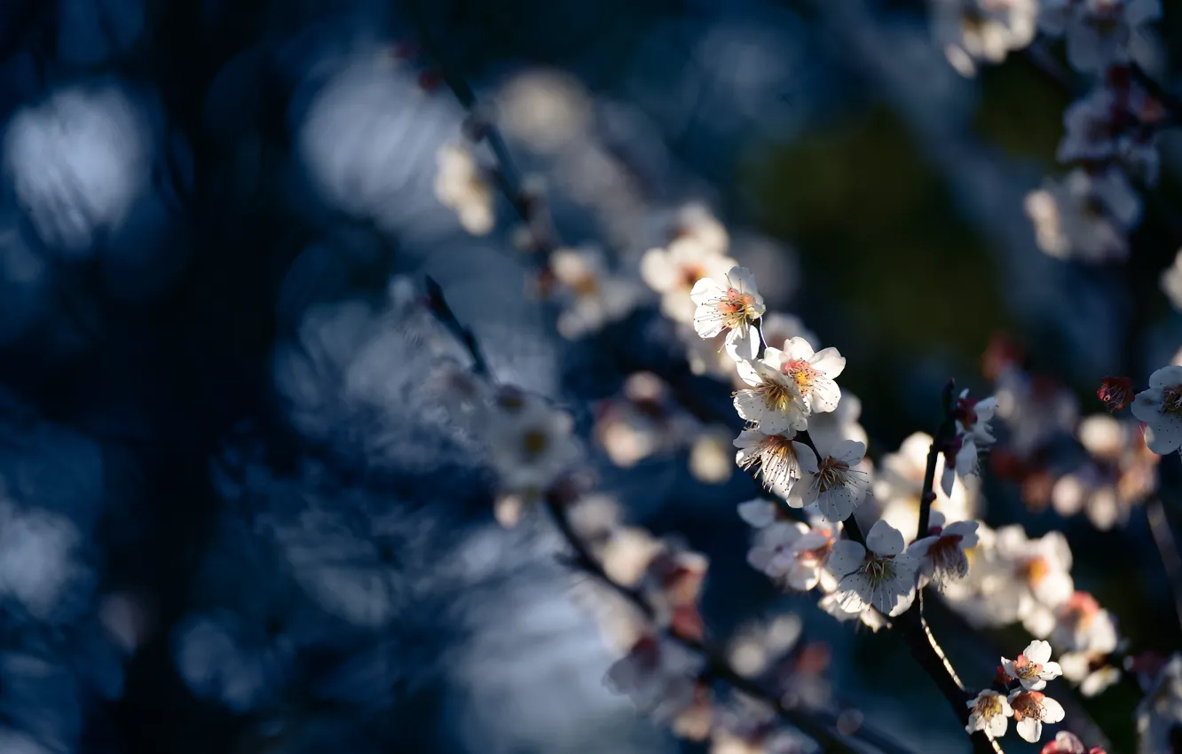 Фото обои свет, цветы, ветки, вишня, темный фон, размытие, весна, сакура
