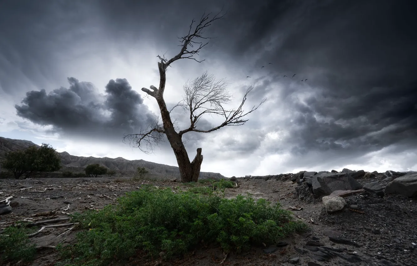 Фото обои небо, деревья, тучи, камни