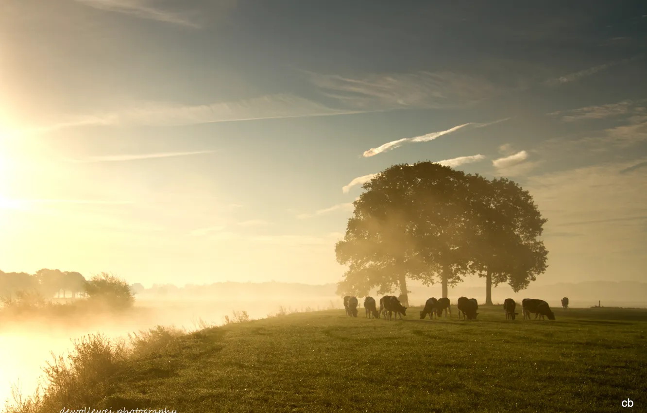 Фото обои туман, рассвет, коровы, пастбище, дервья, Dewollewei