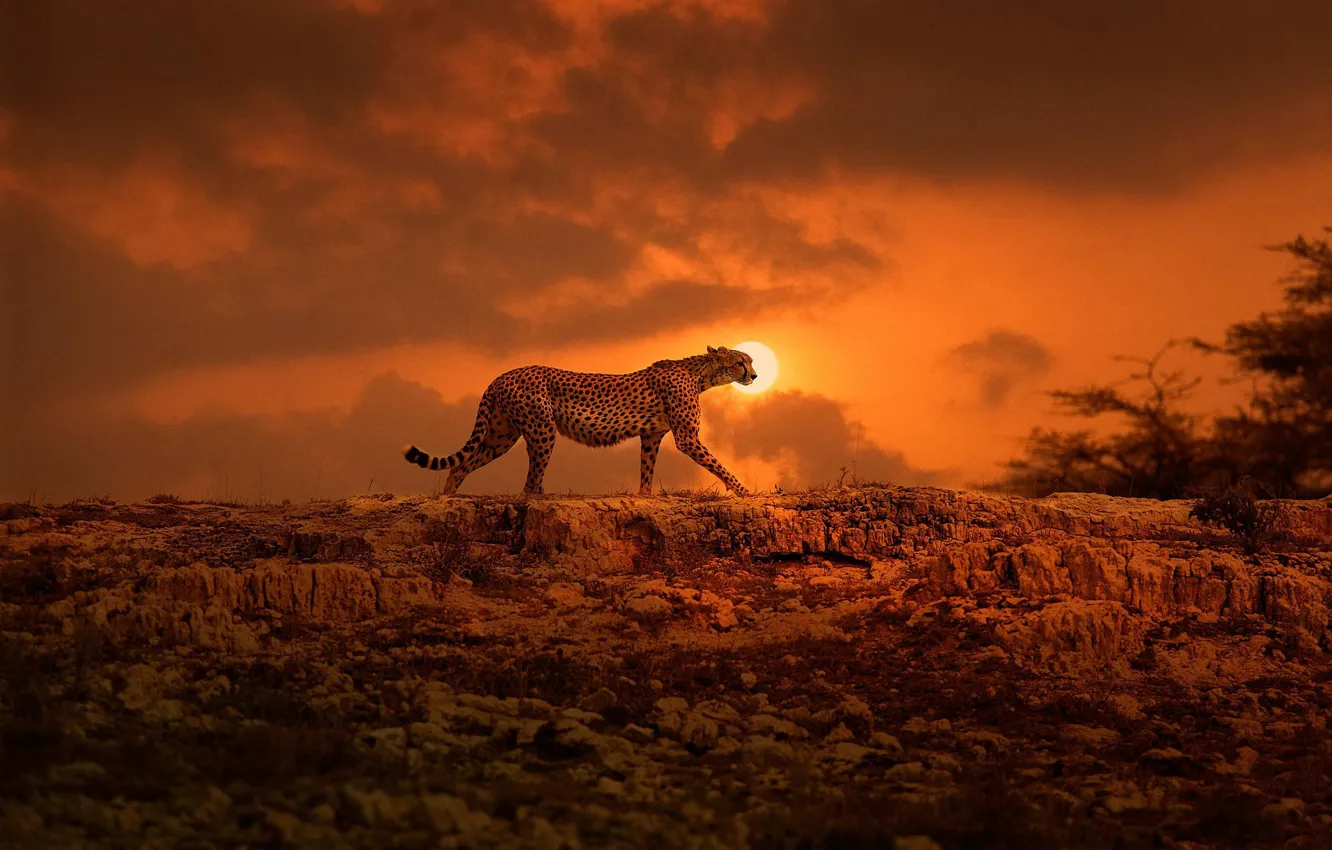 Фото обои солнце, гепард, Африка, прогулка, большая кошка, Кения