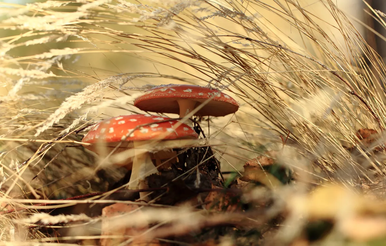 Фото обои осень, трава, природа, грибы, гриб, мухоморы, боке
