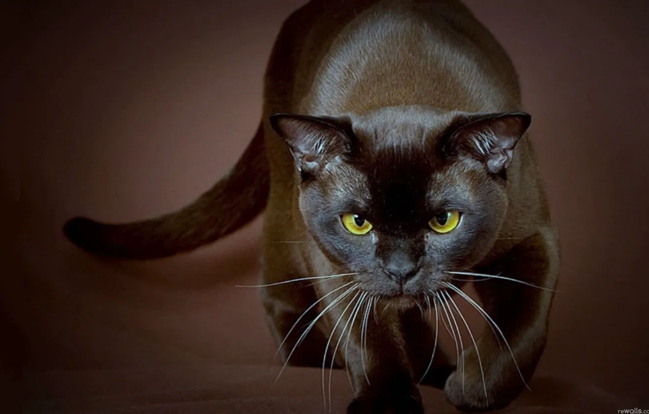 Фото обои глаза, усы, Хищник, жёлтые, чёрный кот