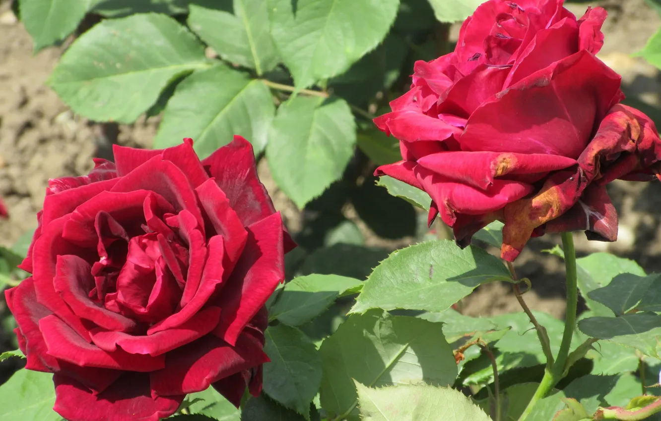 Фото обои розы, пара, красные, Meduzanol ©, лето 2018