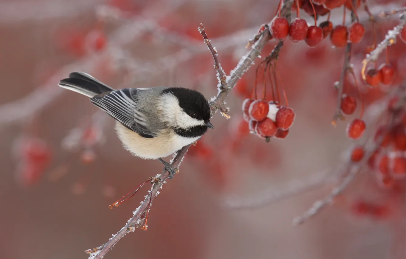 Фото обои зима, ветки, природа, ягоды, птица, синица