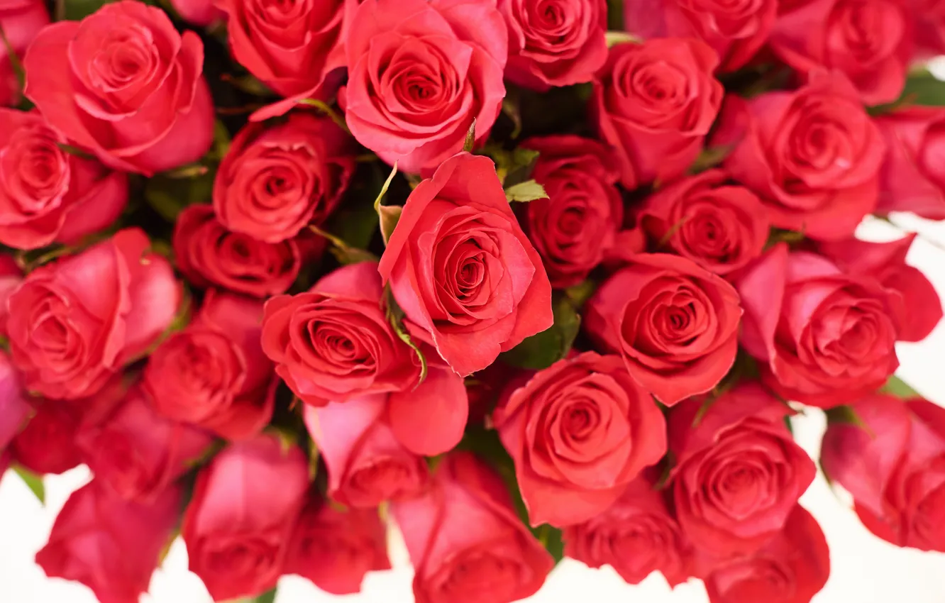 Фото обои розы, букет, красные, Olga Nosova