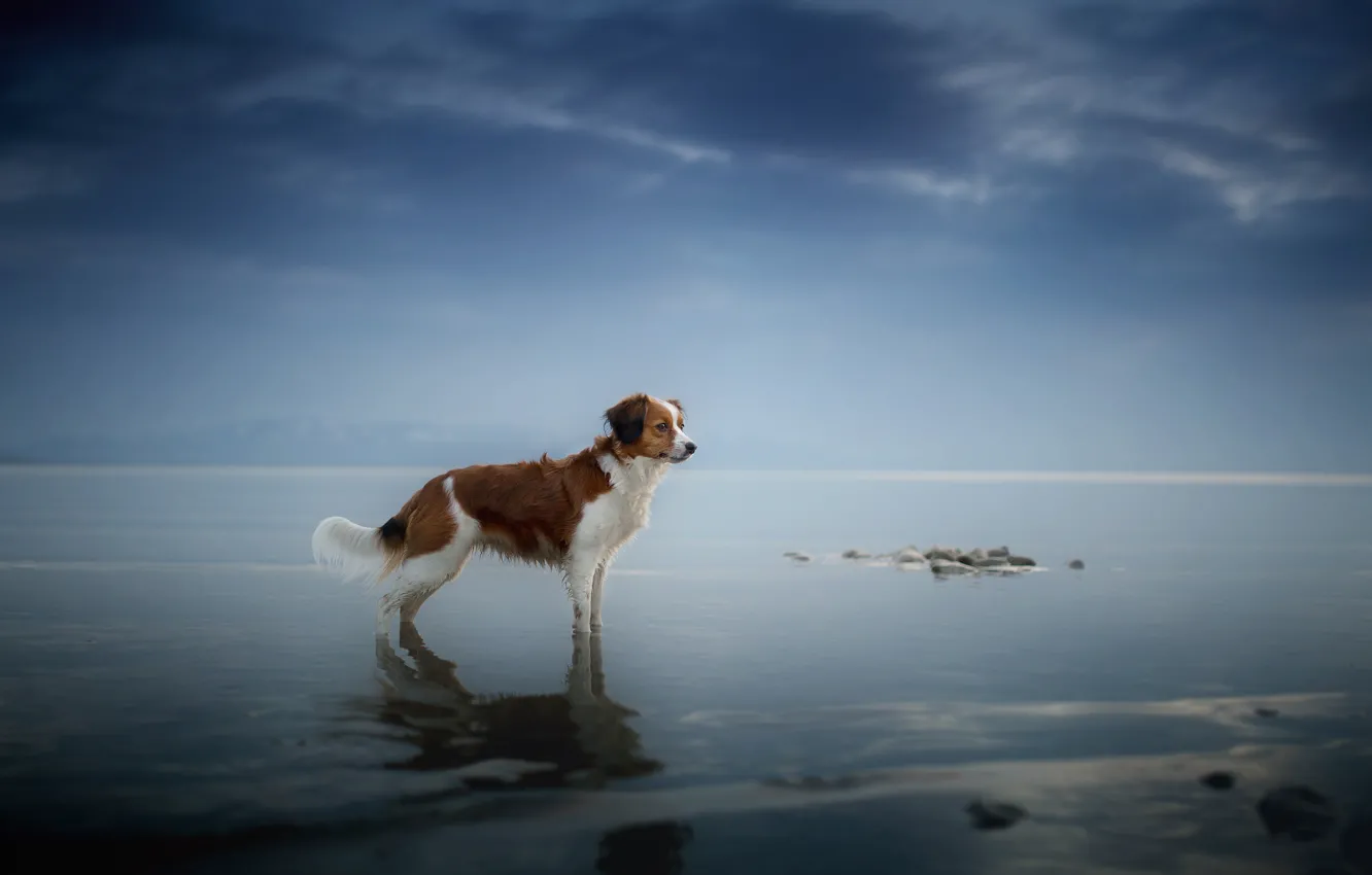 Фото обои море, взгляд, друг, собака