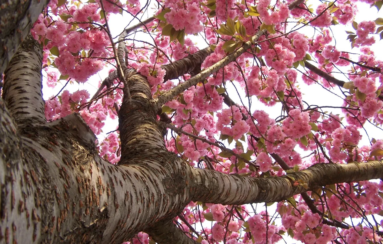 Фото обои ветки, дерево, весна, ствол, цветет