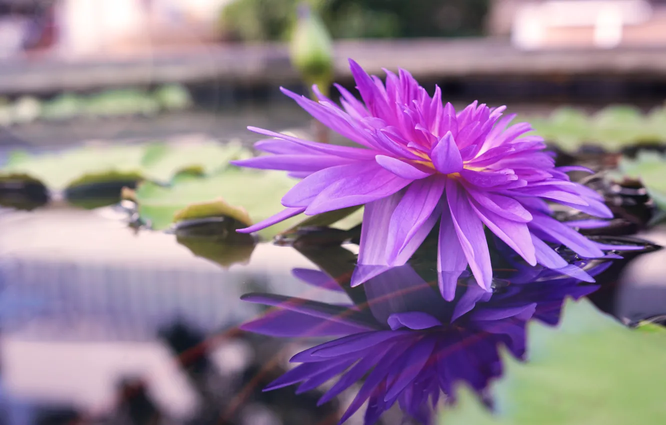 Фото обои вода, Цветок, цветение, Водяная лилия