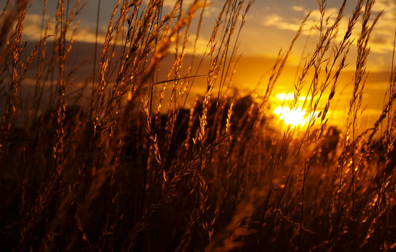 Фото обои небо, трава, солнце, закат