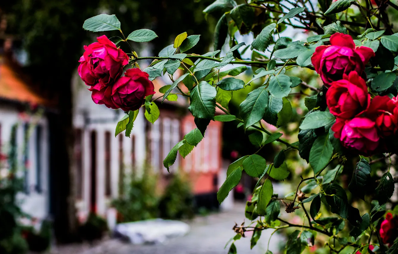 Фото обои улица, куст, розы, красные