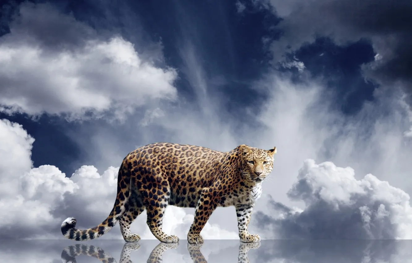 Фото обои взгляд, облака, хищник, леопард, зверь