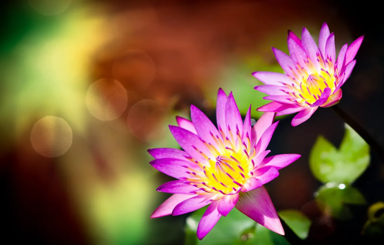 Фото обои цветы, пара, боке, водяная лилия