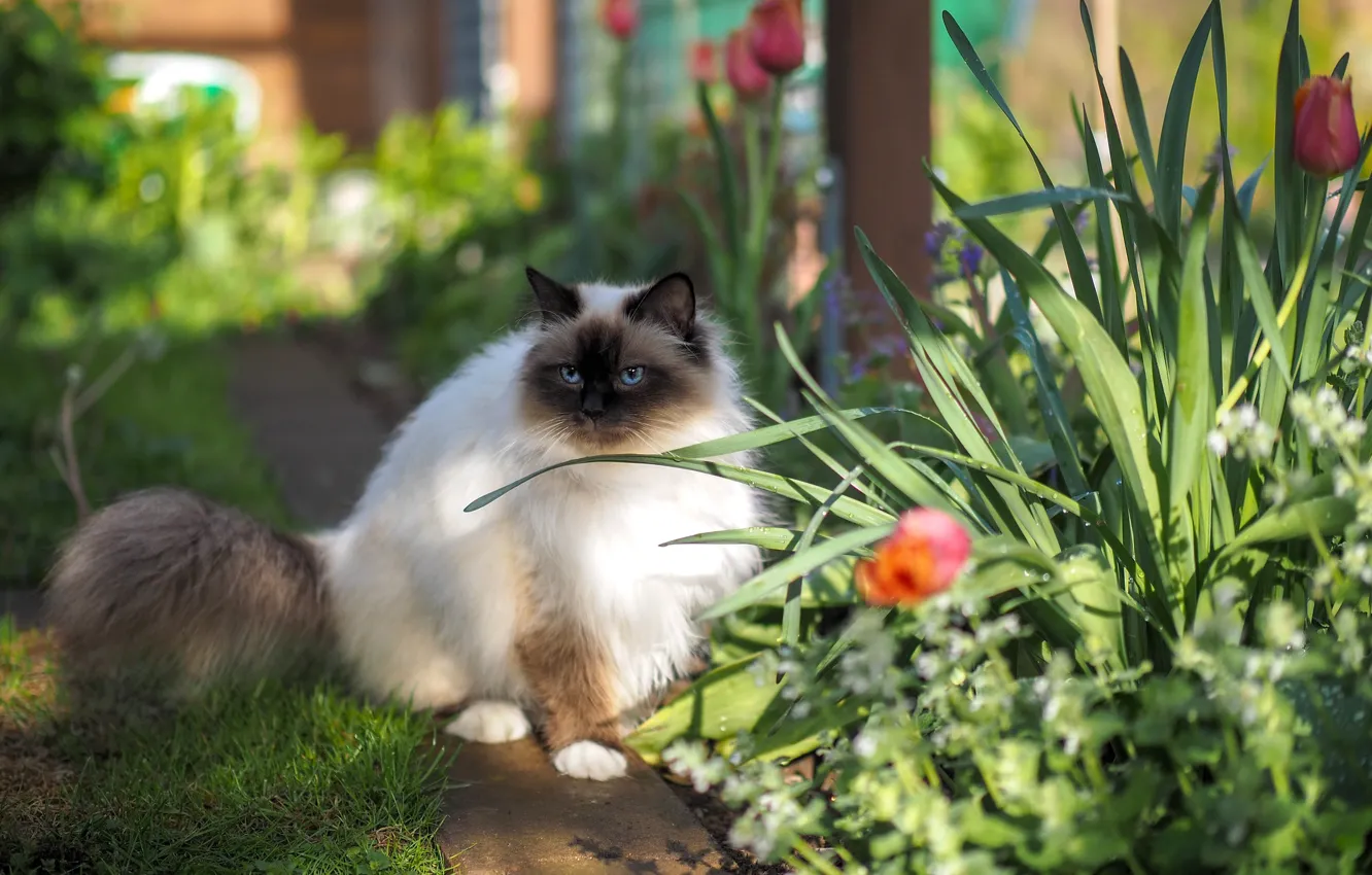 Фото обои кошка, кот, взгляд, свет, цветы, природа, весна, сад