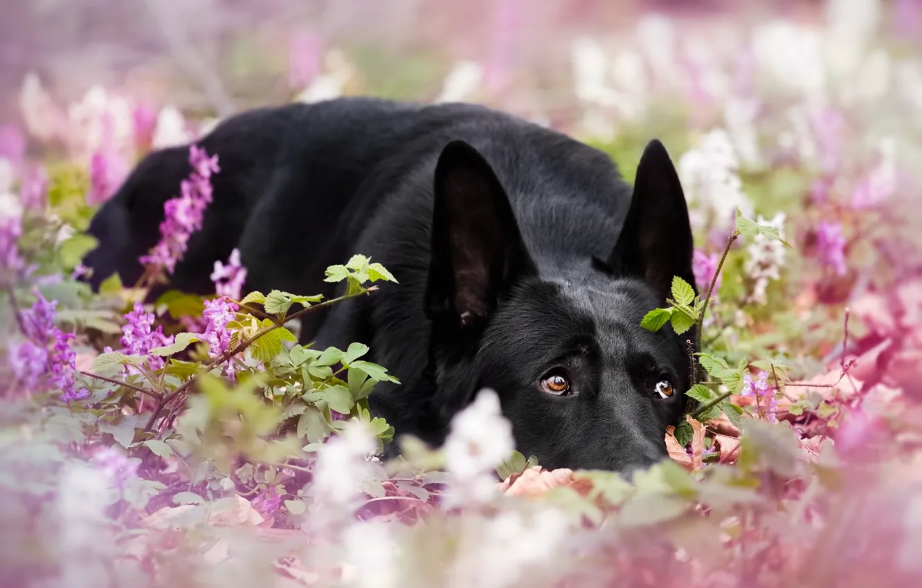 Фото обои собака, цветки, немецкая овчарка, боке
