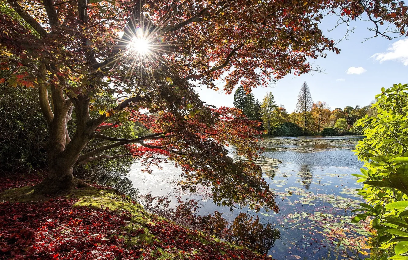 Фото обои осень, деревья, природа, озеро