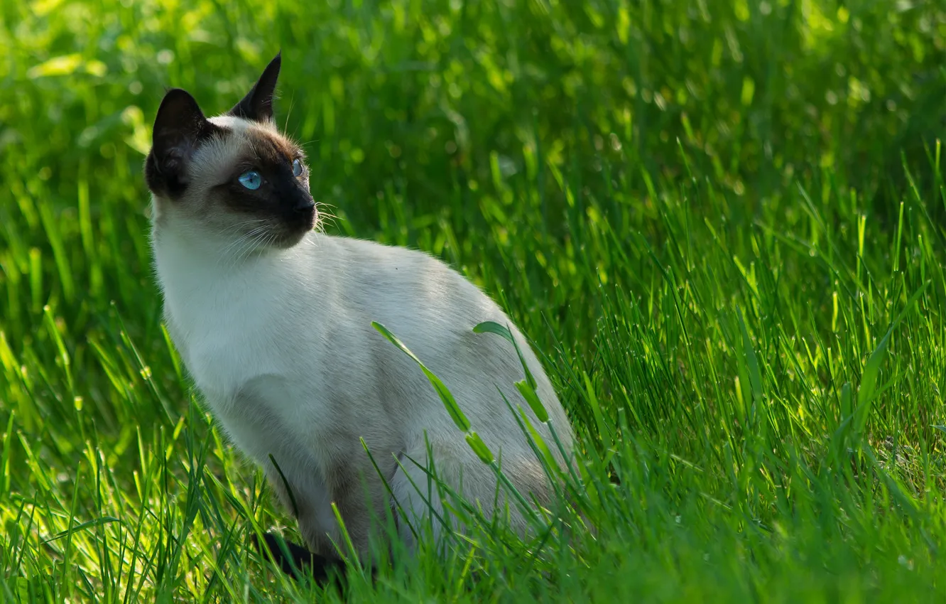 Фото обои Cat, Сиамский кот, Siamese cat