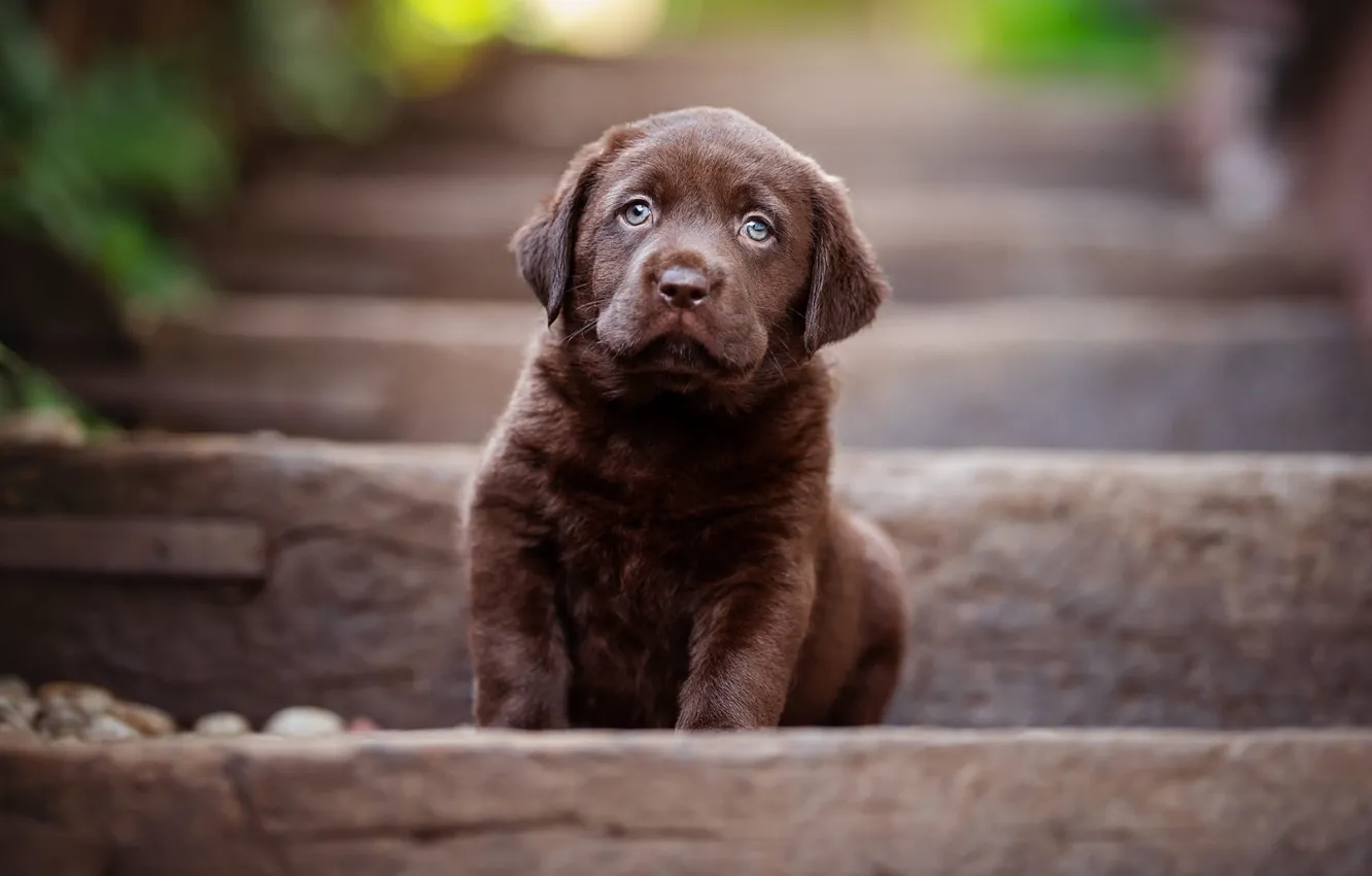Фото обои собака, малыш, лестница, щенок, ступени, сидит, коричневый, шоколадный
