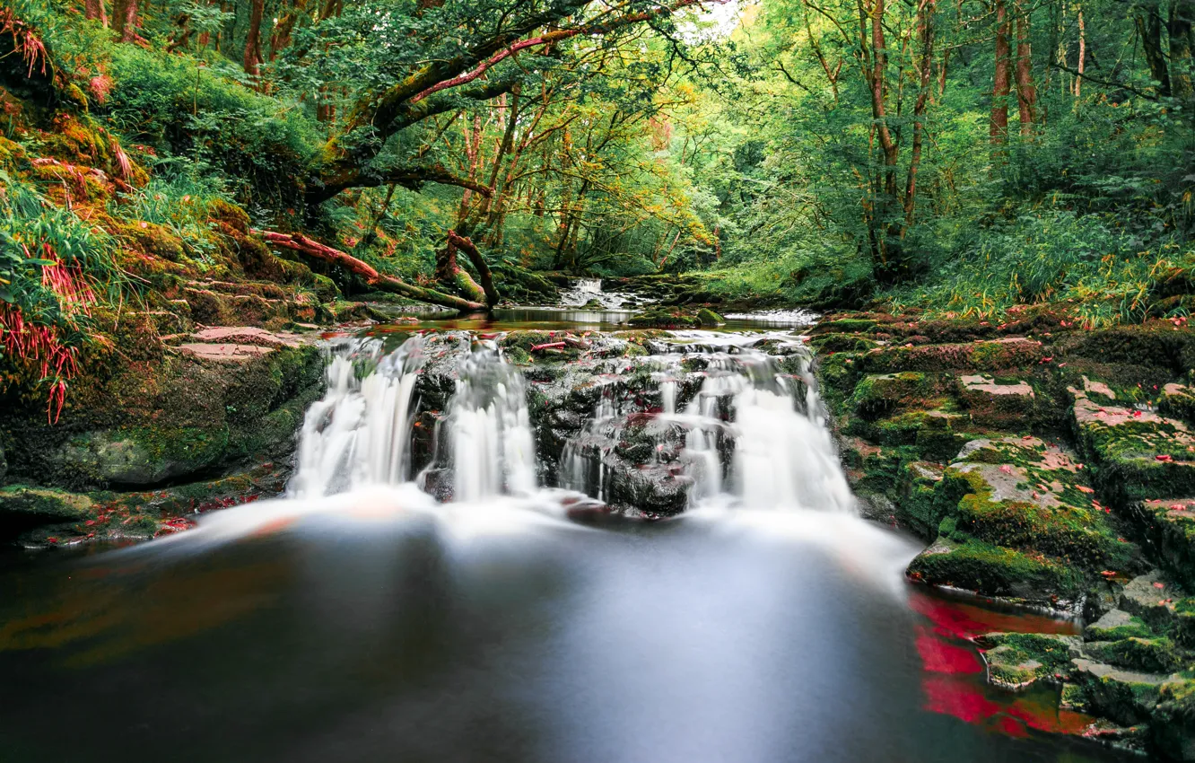Фото обои лес, деревья, ручей, камни, водопад, мох, Великобритания, Wales