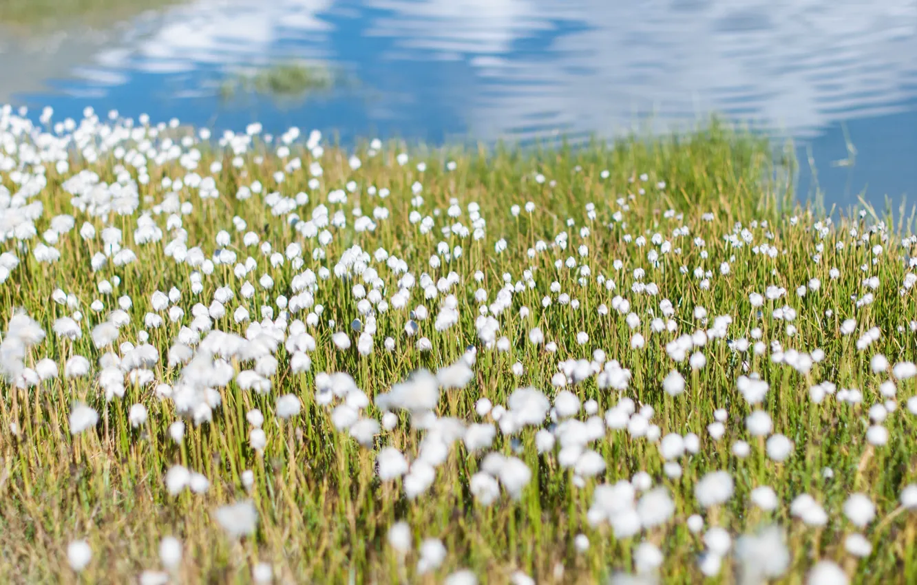 Фото обои вода, цветы, озеро, Россия, белые цветы, Алтай, Долина семи озер