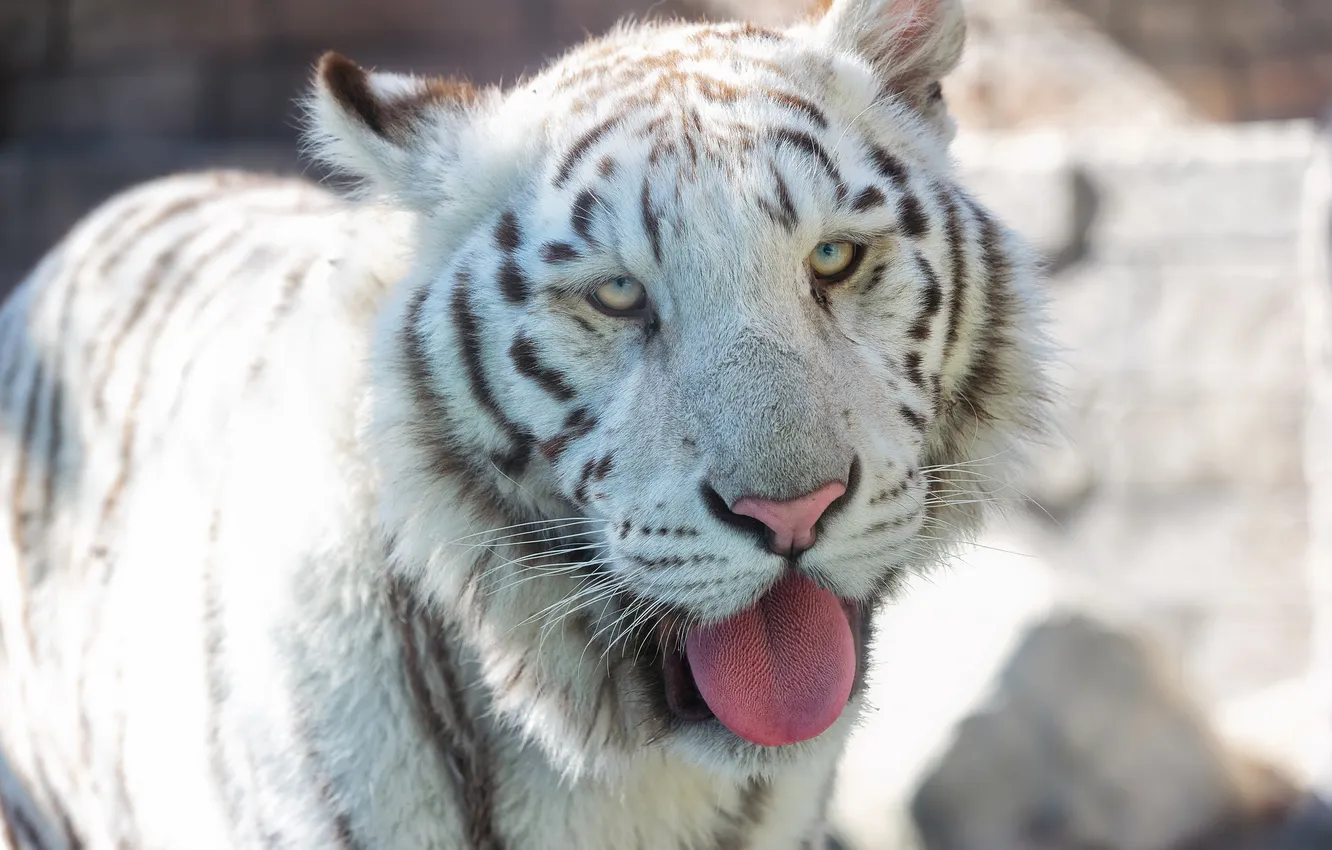 Фото обои язык, кошка, морда, белый тигр