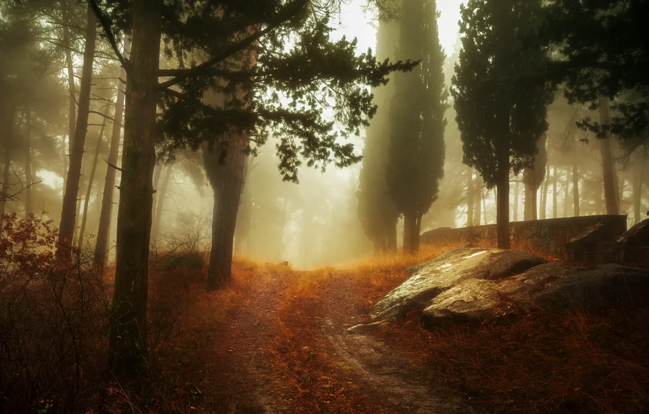 Фото обои осень, лес, туман