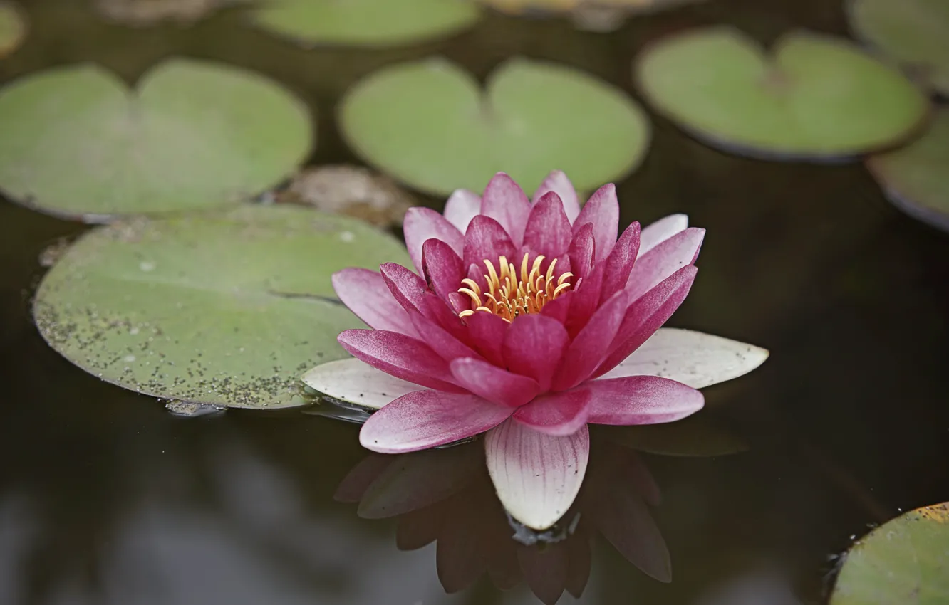 Фото обои flower, lake, reflection, lily, lilium, water lily, water lilium